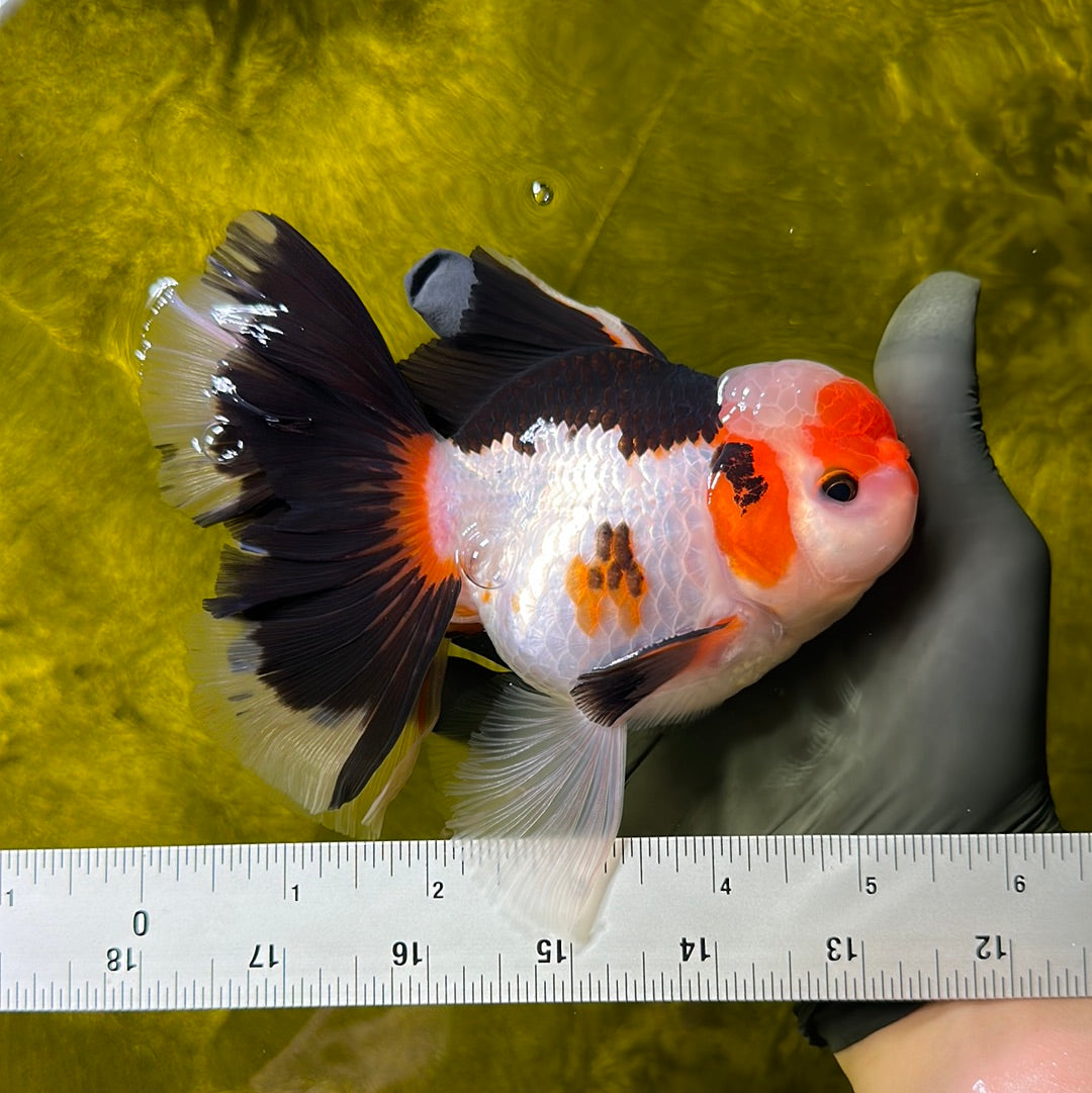 A Grade Tricolor Oranda Male 5.5 inches #0609OR_05