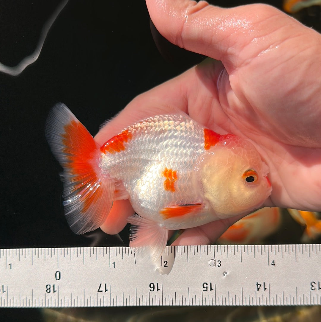 A Grade Red White Yuanbao Male 4 inches #0728YB_20