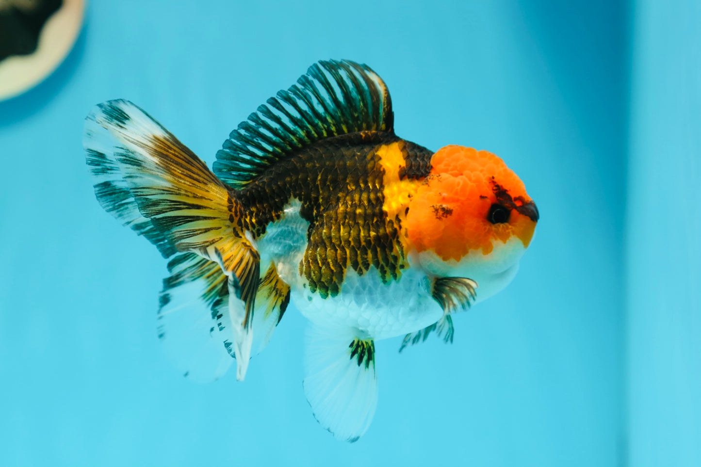 Oranda tricolor de cabeza roja, grado A, hembra, 4,5-5 pulgadas, n.º 0623OR_06