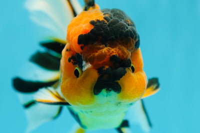 Tiger Oranda Male 5.5-6 inches #0616_10