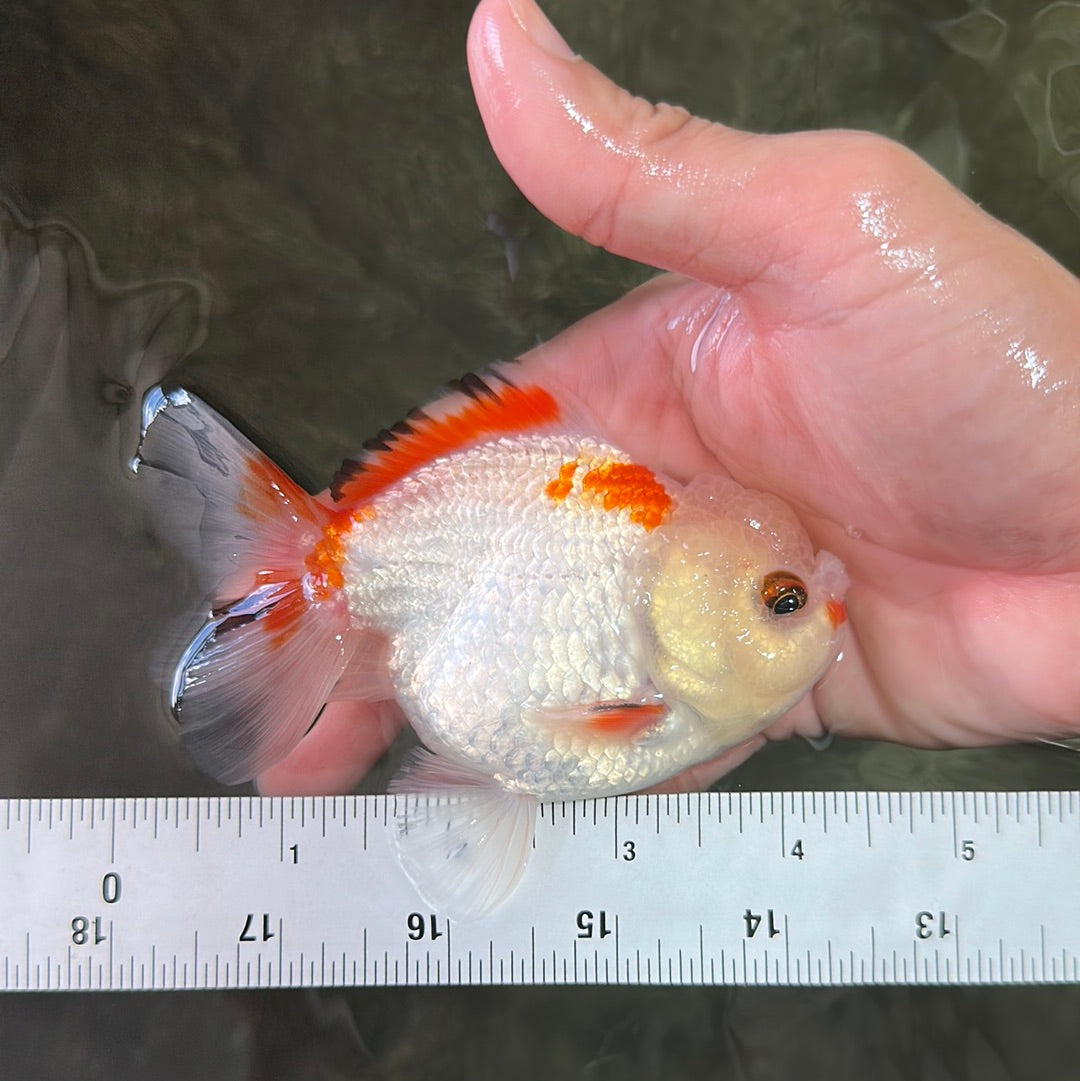 A Grade Red White Yuanbao Male 4-4.5 inches #0714YB_25