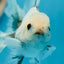 Granite Button Eyes Oranda Male 3.5 inches #0721OR_28