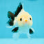 AAA Grade Lemonhead Panda Yuanbao Male 4-4.5 inches #0707YB_06