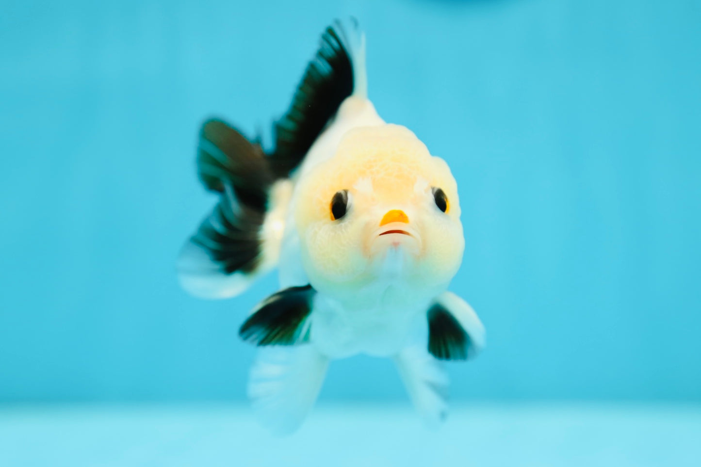 AAA Grade Lemonhead Panda Yuanbao Male 4-4.5 inches #0707YB_06