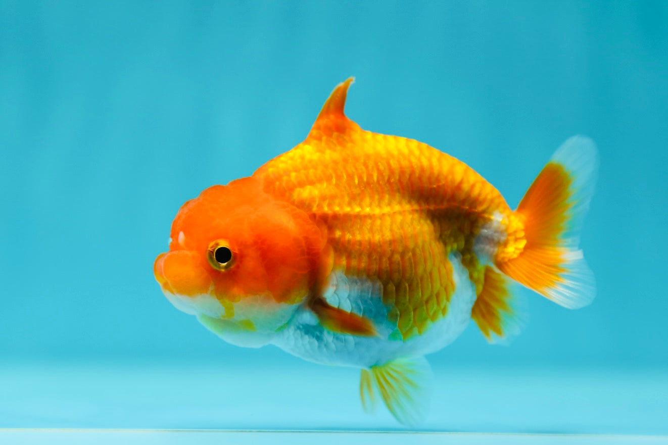 Shark Lionchu Female 3.5 Inches #0602LC_08 – Jimmy Goldfish