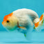 Lionchu Male 3-3.5 inches #0602LC_17