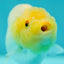 Lemonhead Lionchu Female 3-3.5 inches #0512LC_10