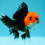 AAA Grade Tricolor Oranda Male 4.5-5 inches #0616_07