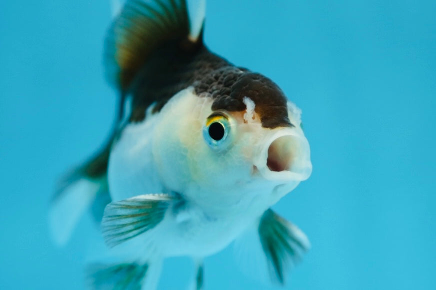 Panda Oranda Macho 3.5 pulgadas #0728OR_30