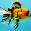 Tiger Oranda Male 5.5-6 inches #0616_10