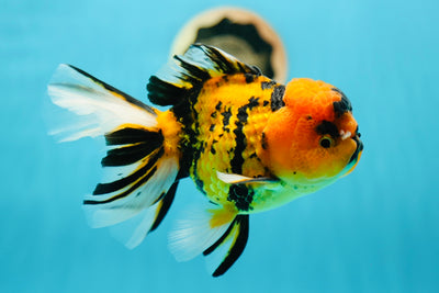 Tiger Oranda Male 5.5-6 inches #0616_10