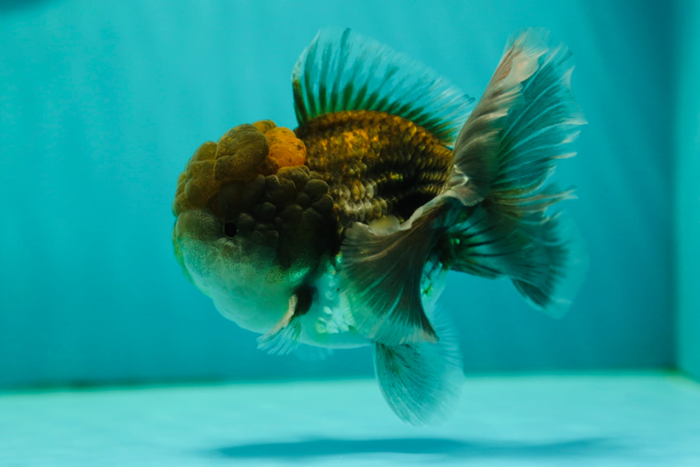 Kirin Oranda mâle de qualité A 4,5 pouces #0428OR_22