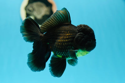 Macho Oranda negro azabache de grado AAA de 5 pulgadas n.° 0714OR_05