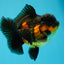 AAA Grade Apache Oranda Male 4.5inches #0609OR_02