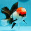 Tricolor Oranda Male 5 inches #0707OR_19