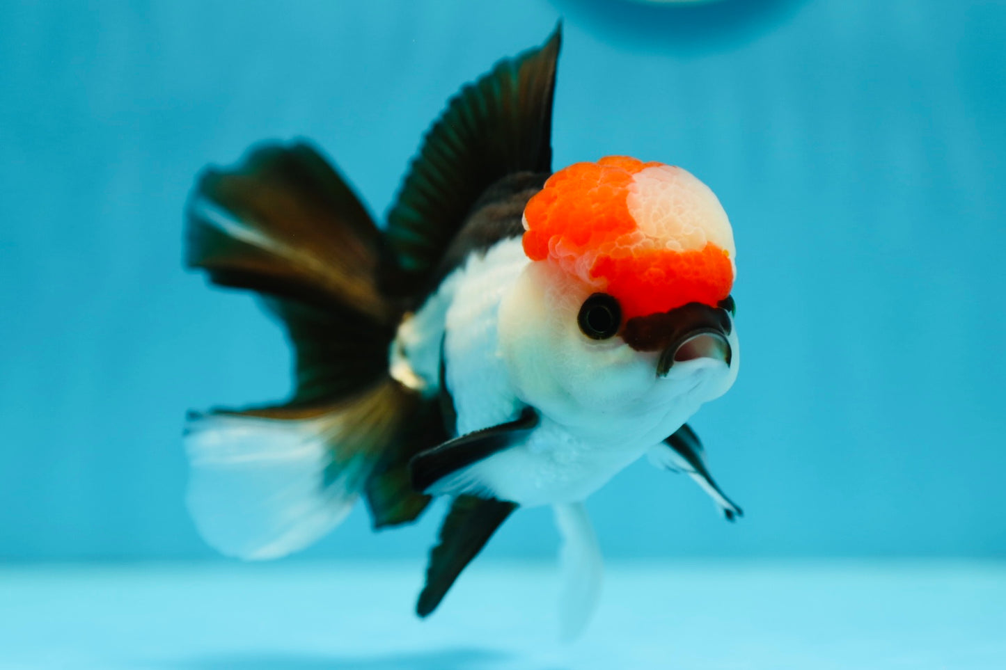 Tricolor Oranda Male 5 inches #0707OR_19