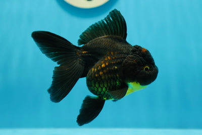 Oranda femelle en or noir 4,5-5 pouces #0629OR_03