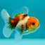 Calico Oranda Male 3.5 inches #0526OR_04