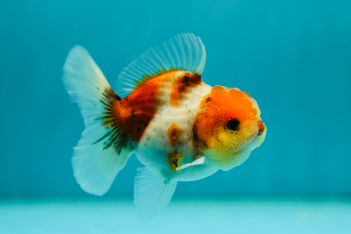 Calico Oranda Male 3.5 inches #0526OR_04