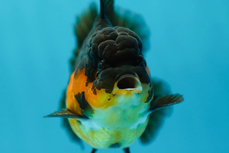 Macho Apache Oranda de grado AAA de 4,5 pulgadas n.º 0609OR_02