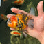 Tiger Oranda Female 4.5 inches #0623OR_01