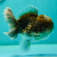 A Grade Kirin Oranda Male 4.5 inches #0428OR_22