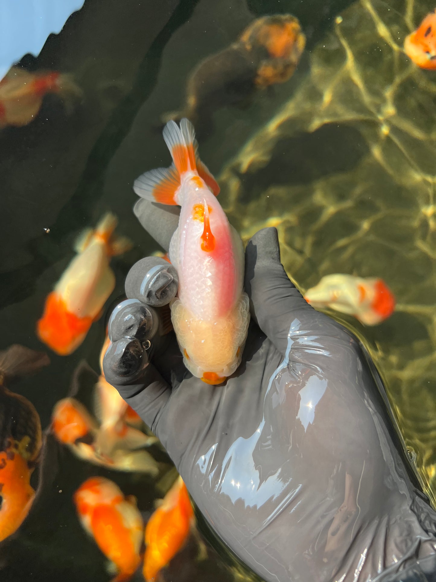 Rouge à lèvres Sharkchu pour homme, 3,5 pouces #0519LC_02