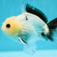 AAA Grade Lemonhead Panda Yuanbao Male 4-4.5 inches #0707YB_06