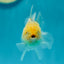 Lemonhead lipstick Oranda Female 3-3.5 inches #0602OR_41