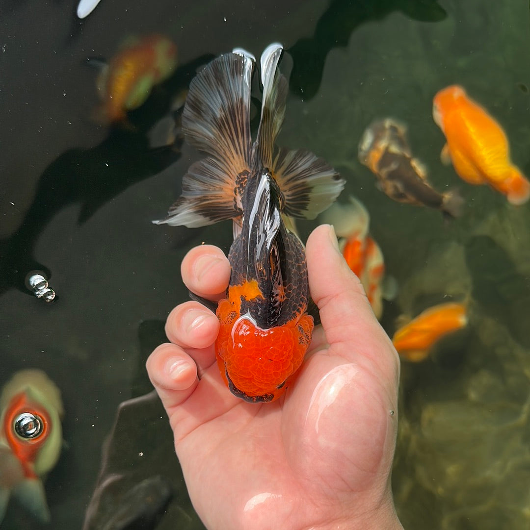 Femelle Oranda tricolore à tête rouge de catégorie A 4,5 à 5 pouces #0623OR_06