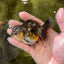 Dark Kirin Oranda Female 3.5 inches #0602OR_42