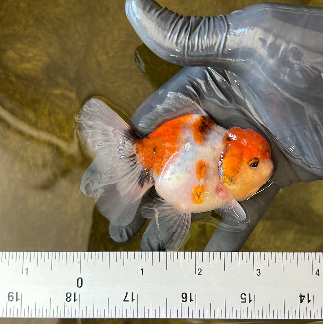 Calico Oranda Male 3.5 inches #0526OR_04