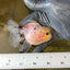 Lemonhead Oranda Female 3.5 inches #0526OR_18