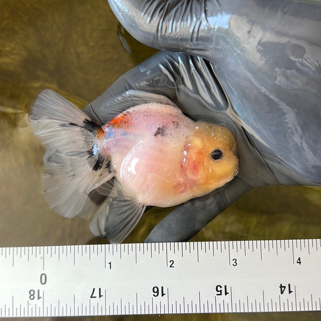 Oranda cabeza de limón hembra de 3,5 pulgadas #0526OR_18