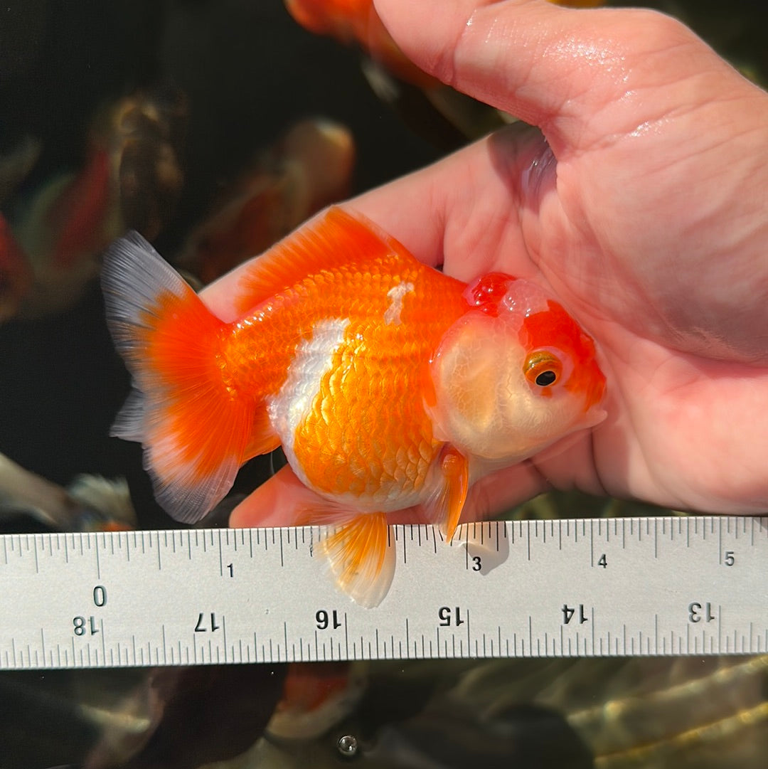 A Grade Red White Yuanbao Female 4 inches #0707YB_02