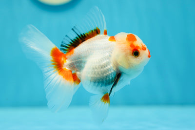 Oranda hembra roja y blanca de 4,5 pulgadas #0707OR_16