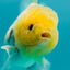 Lemonhead Granite Oranda Male 3.2-3.5 inches #0526OR_05