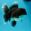 Kirin Oranda Male 4 inches #0609OR_21