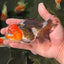 A Grade Red Head Tricolor Oranda Female 4.5-5 inches #0623OR_06