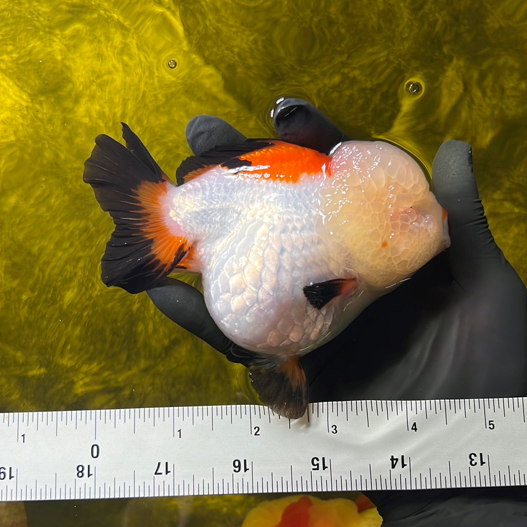 A Grade Tricolor Yuanbao Female 4.5 inches #0428YB_07