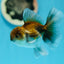 Kirin Oranda Female 3.5-4 inches #0721OR_24