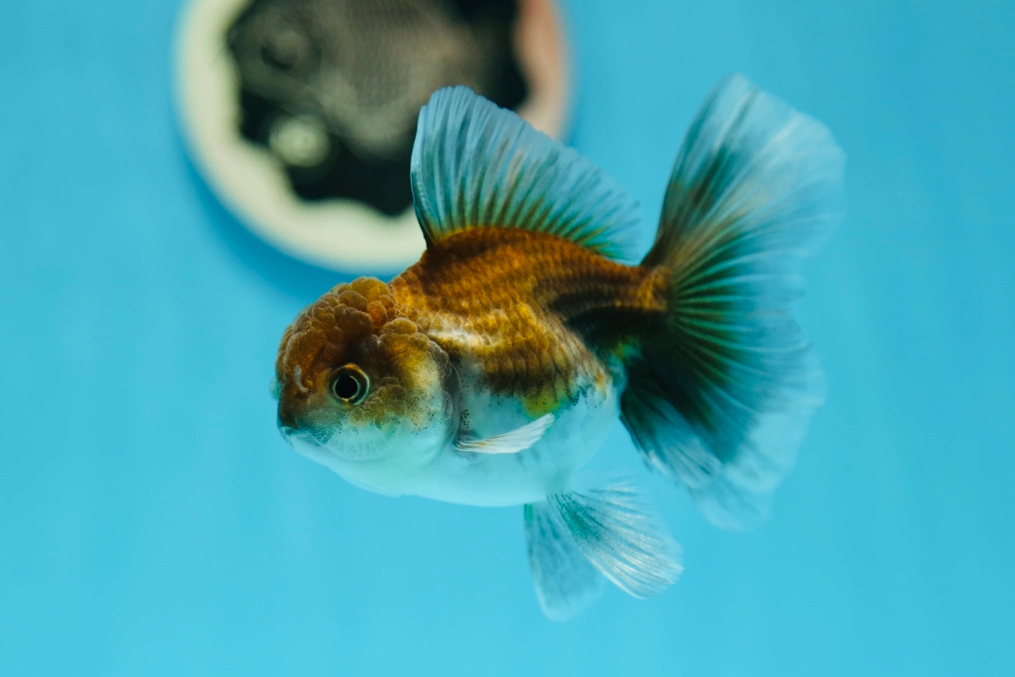 Kirin Oranda Femelle 3,5-4 pouces #0721OR_24