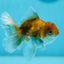 Kirin Oranda Female 3.5-4 inches #0721OR_25