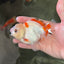 A Grade Red White Yuanbao Male 4-4.5 inches #0714YB_25