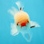 Red White Oranda Male 5 inches #0707OR_18