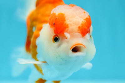 Oranda macho rojo y blanco de grado A de 5,5 a 6 pulgadas n.° 0707OR_18