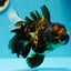 AAA Grade Tiger Oranda Female 6-6.5 inches #0623OR_02