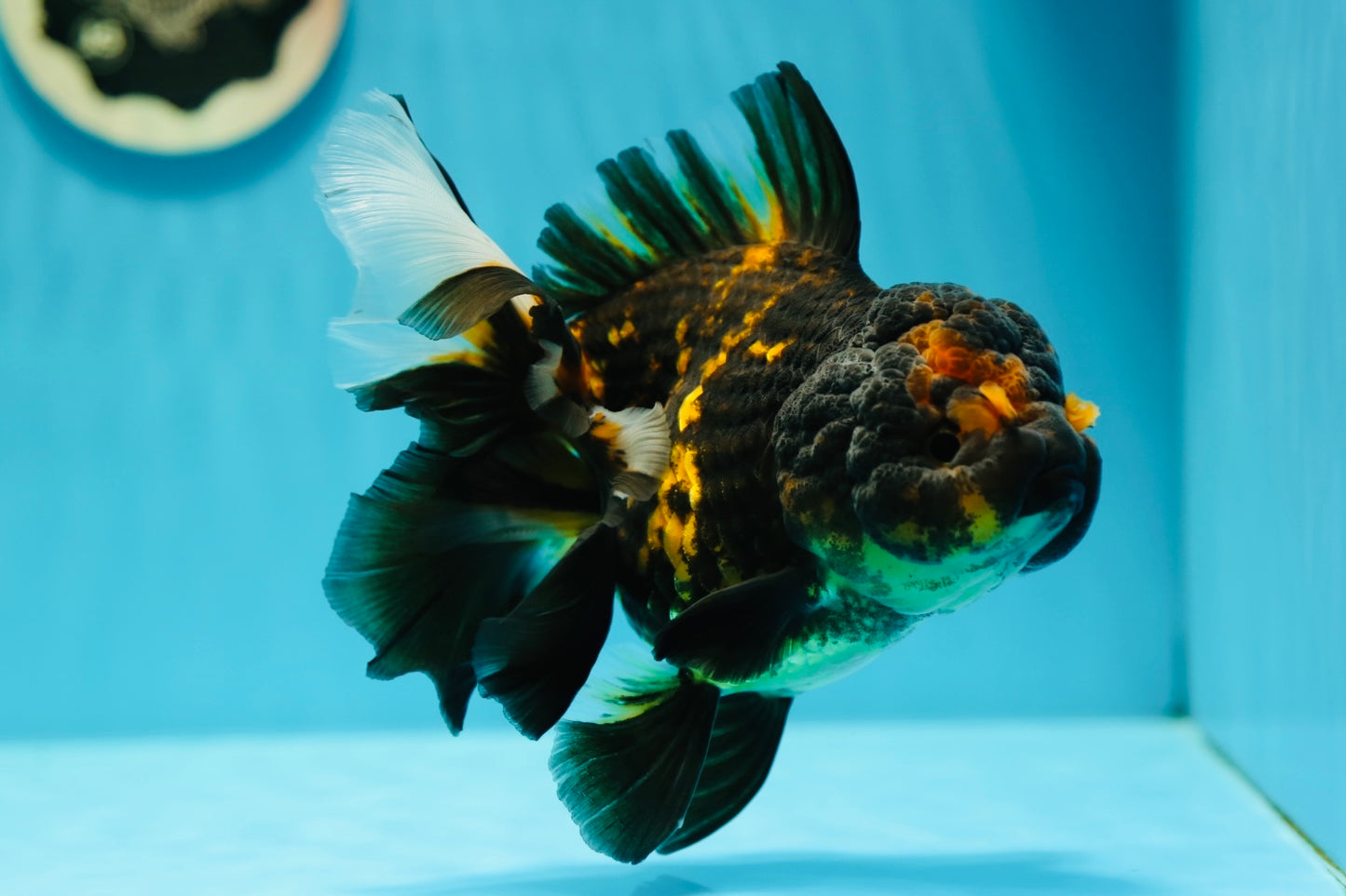 AAA Grade Tiger Oranda Female 6-6.5 inches #0623OR_02