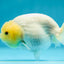 A Grade Lemonhead Lionchu Male 3.5-4 inches #0609LC_12