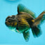 Black Oranda Male 3.5 inches #0629OR_15